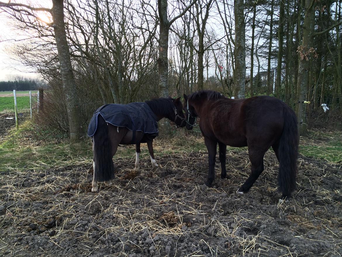 Welsh Partbred (Sec F) Lyngvejens Figaro billede 16