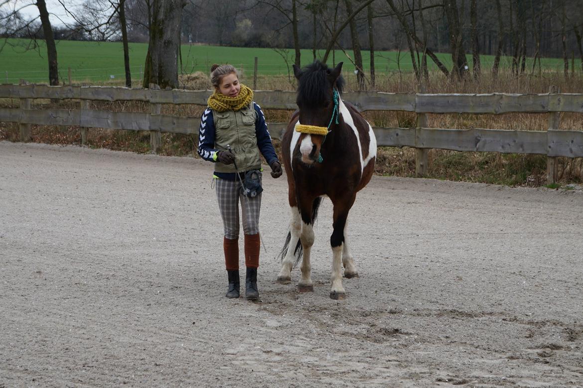 Pinto /Islænder   Futte - Manden :o) I hans rette element! billede 13