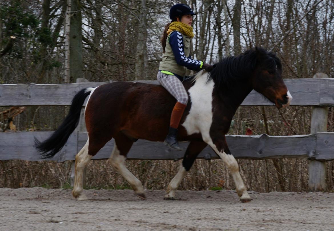 Pinto /Islænder   Futte - Så sød :o) 6 gang uden cordeo! billede 14
