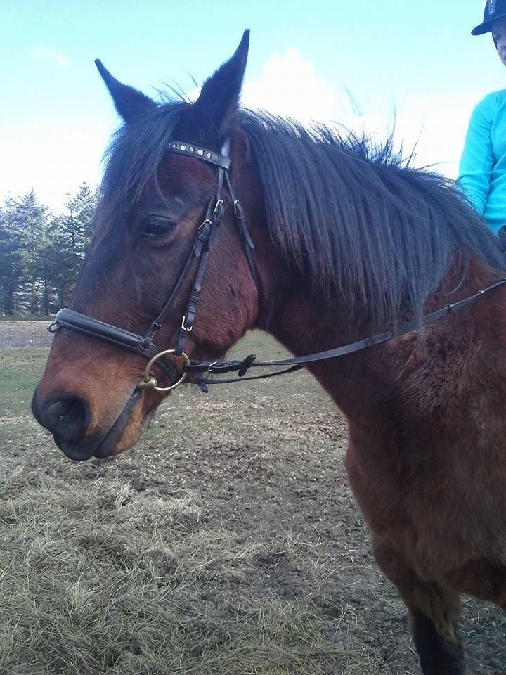 Anden særlig race Cæsar billede 19