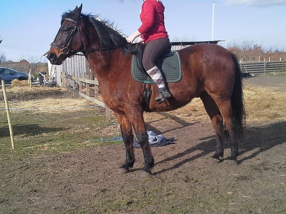 Anden særlig race Cæsar billede 21