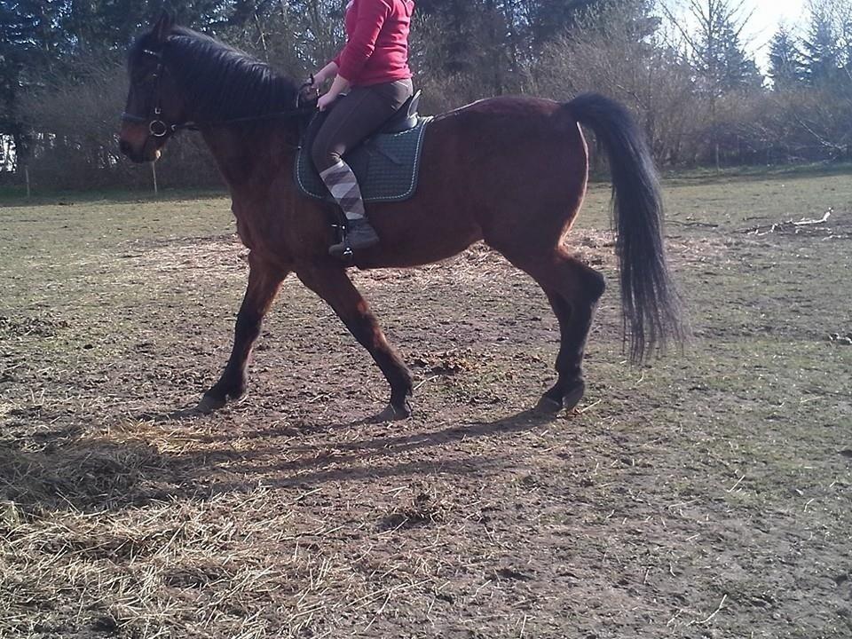 Anden særlig race Cæsar billede 20
