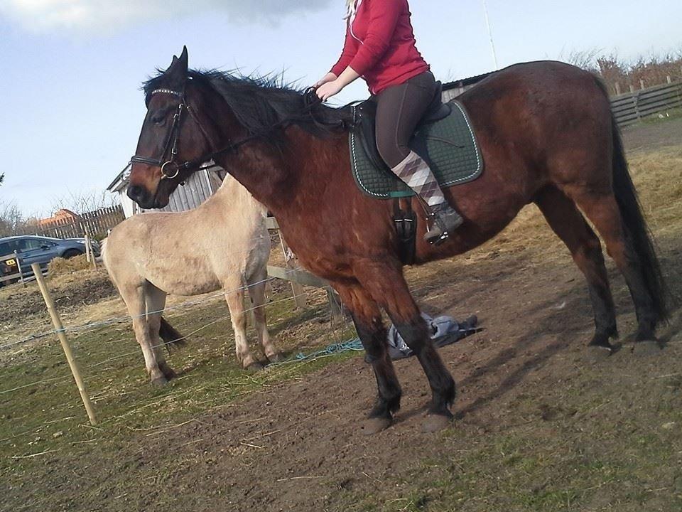 Anden særlig race Cæsar billede 22