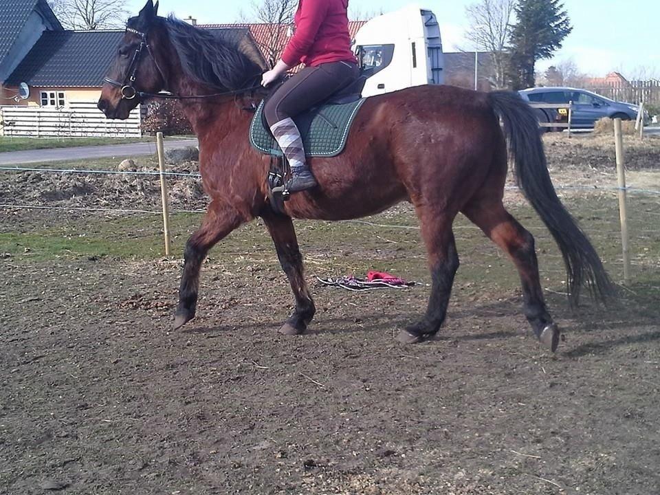 Anden særlig race Cæsar billede 23