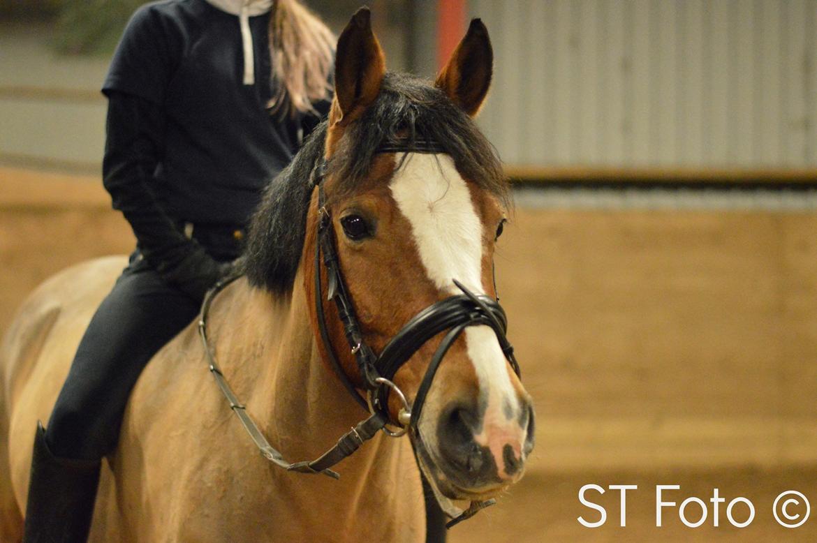 Tysk Sportspony Kong Arthur [Kongen<3] billede 5