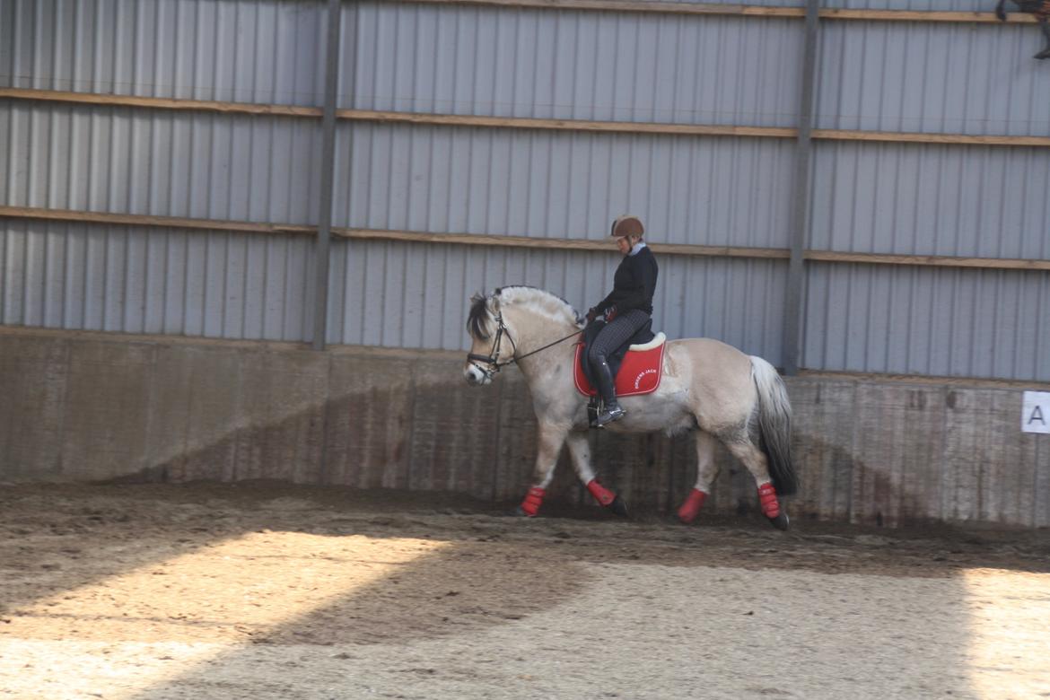 Fjordhest Birkens Jack - 30/3 2014 inger og jack billede 21