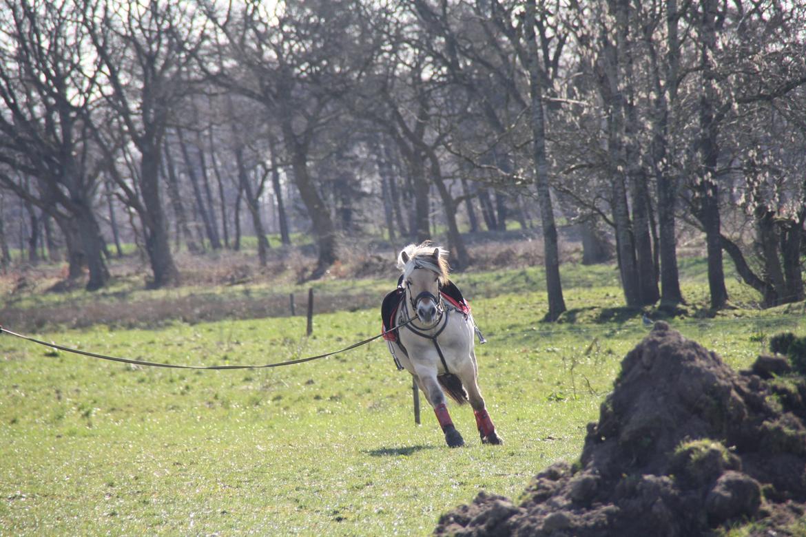 Fjordhest Birkens Jack - 29/3 2014 TREC billede 23