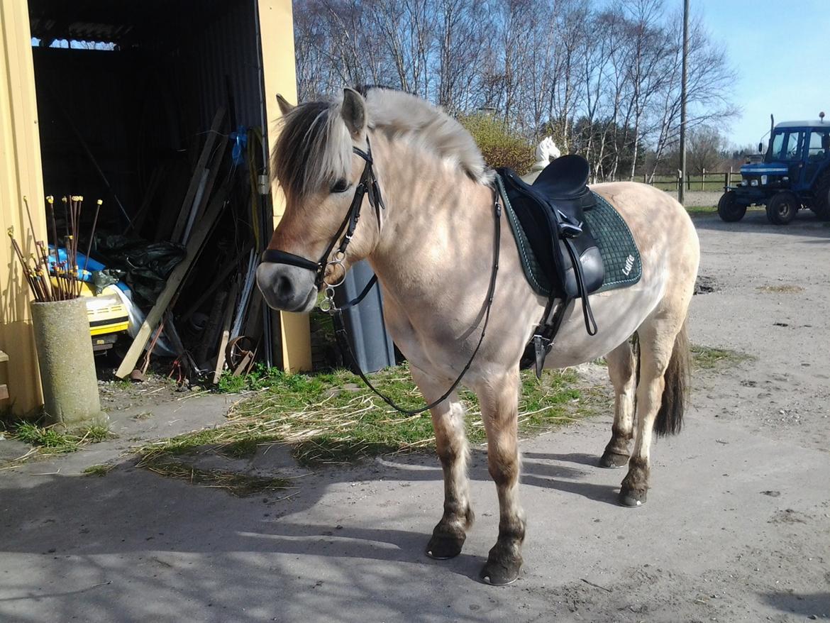 Fjordhest Birkens Jack - 1/4 2014 jack og min først tur unde for ridebane/hus efter brækket ben billede 27