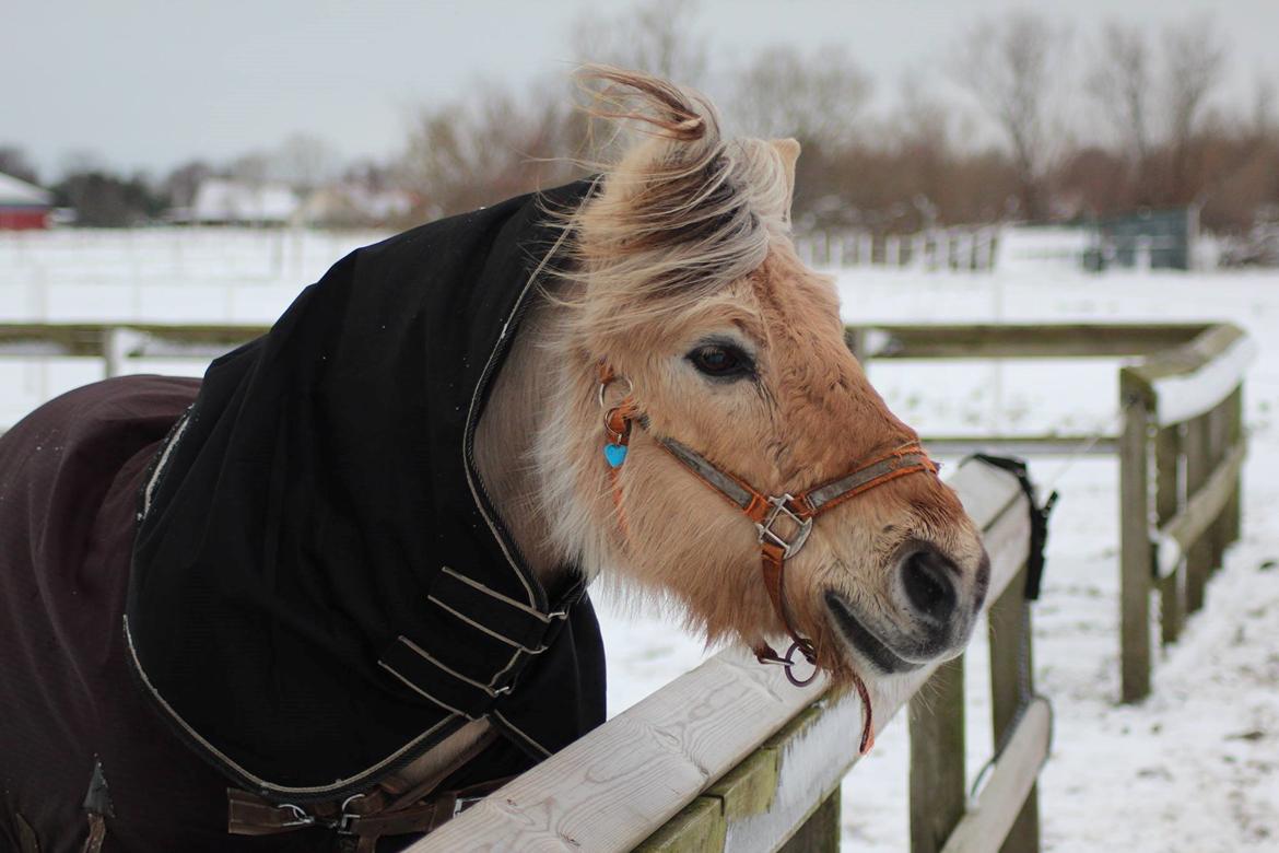 Fjordhest Luffe - 1/2 2014          taget af Anna Østergaard Filholm billede 42