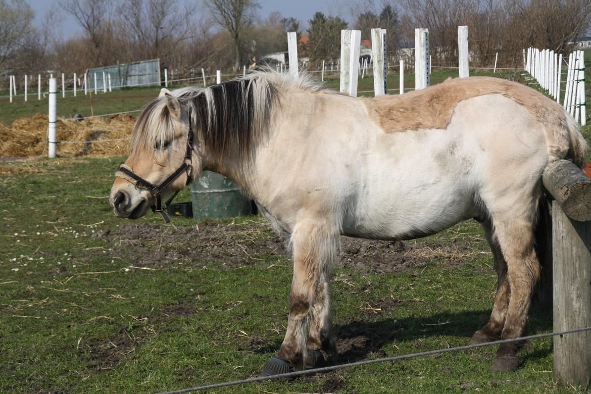 Fjordhest Luffe - 30/3 2014 er lige der den klør billede 46