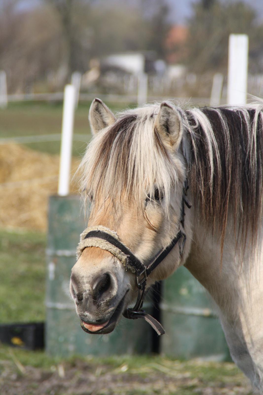 Fjordhest Luffe - 29/3 2013  mors luffemus billede 47