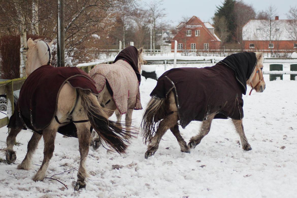 Fjordhest Luffe - 1/2 2014 luffe vise sig frem             taget af Anna Østergaard Filholm billede 44