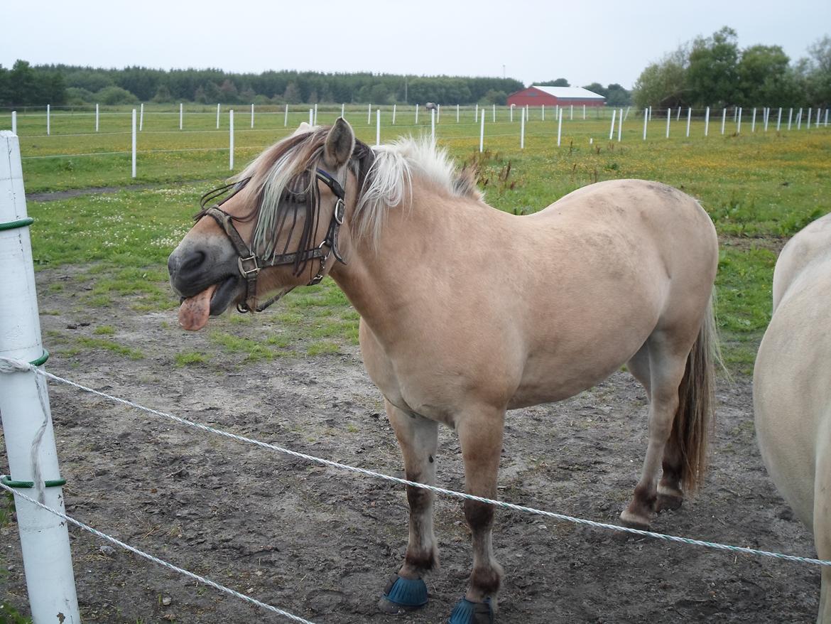 Fjordhest Luffe - 16/8 2013 billede 48