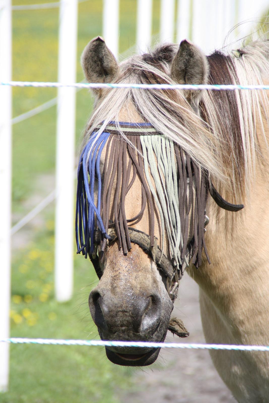 Fjordhest Luffe - 16/8 2013 Luffemus billede 50