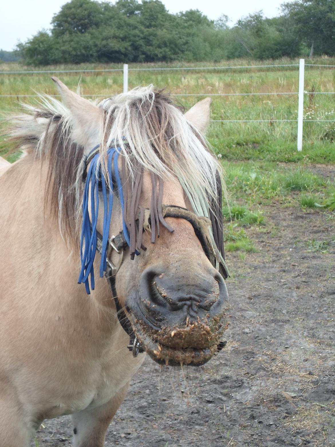 Fjordhest Luffe - 16/8 2013 LÆKKER billede 49
