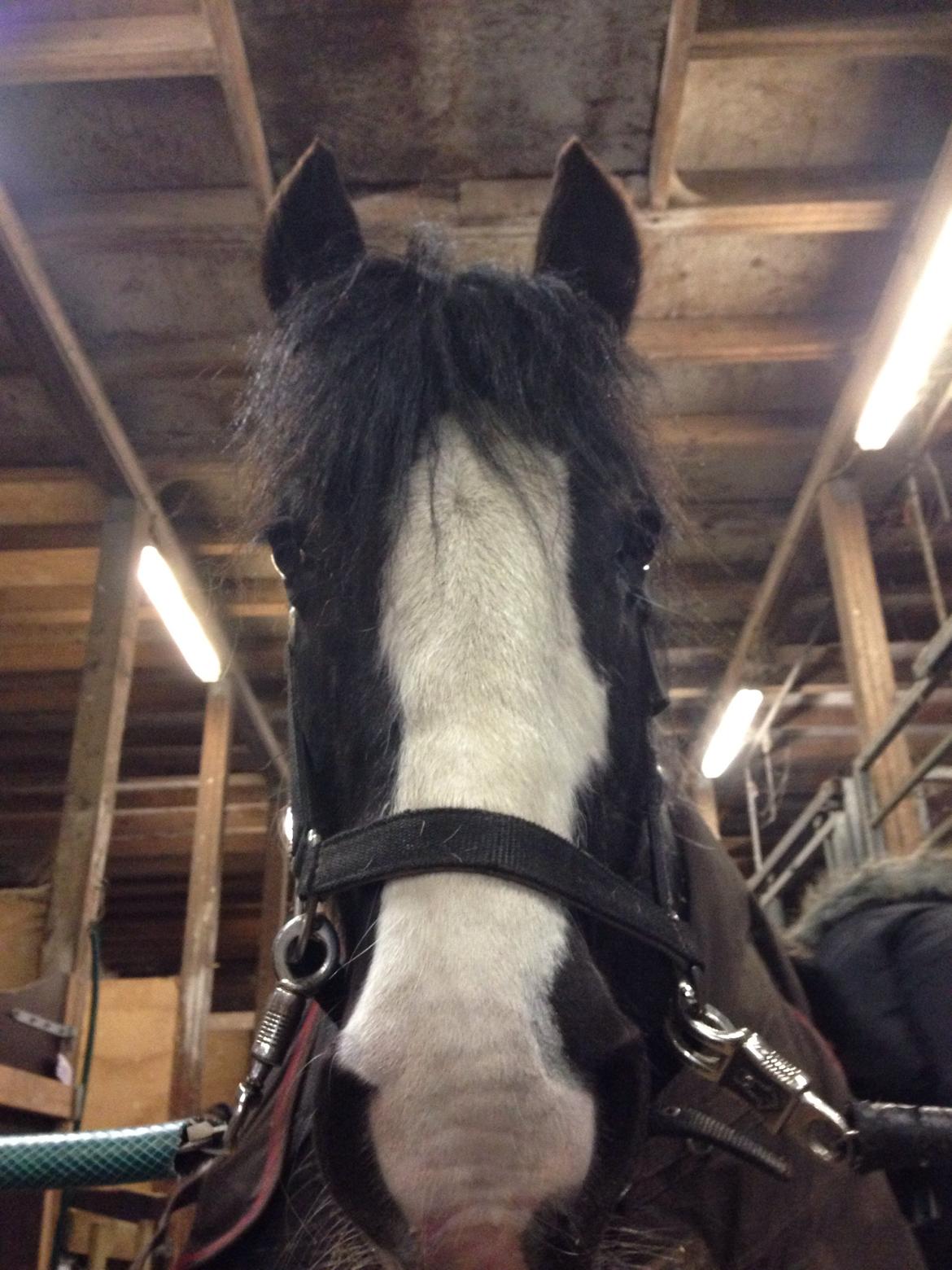 Tinker Toby (den bedste) billede 17