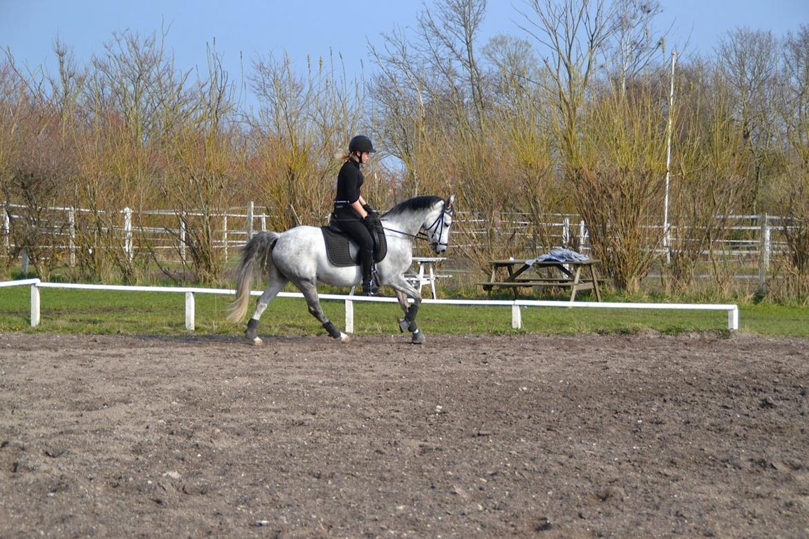 DSP Milano billede 7