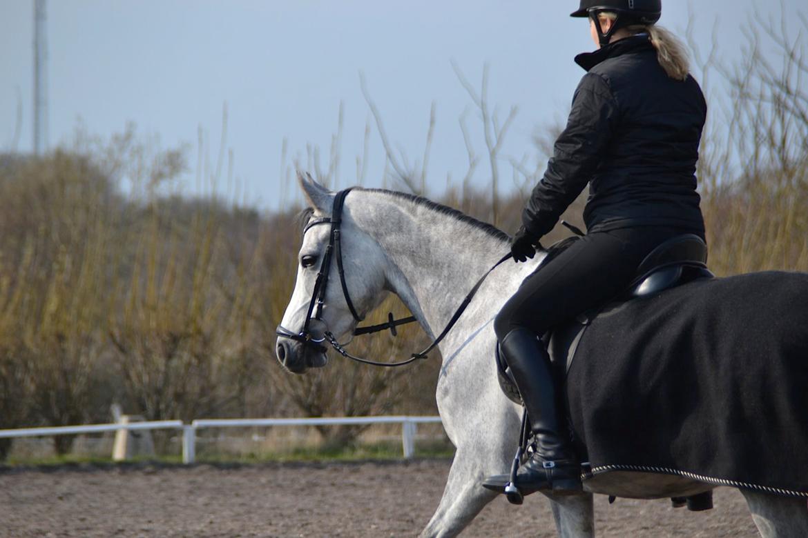 DSP Milano billede 3