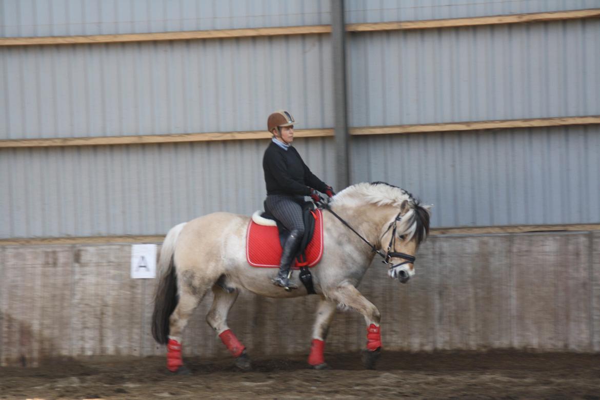 Fjordhest Birkens Jack - 30/3 2014 inger og jack billede 26