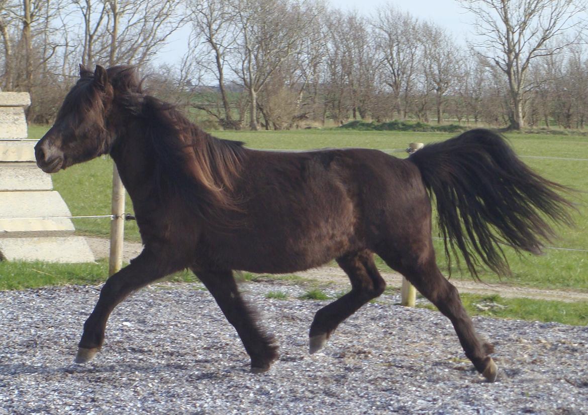 Islænder Vaka fra Stårup billede 3