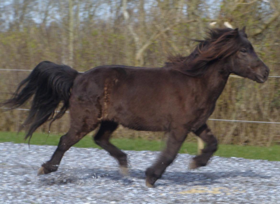 Islænder Vaka fra Stårup billede 14