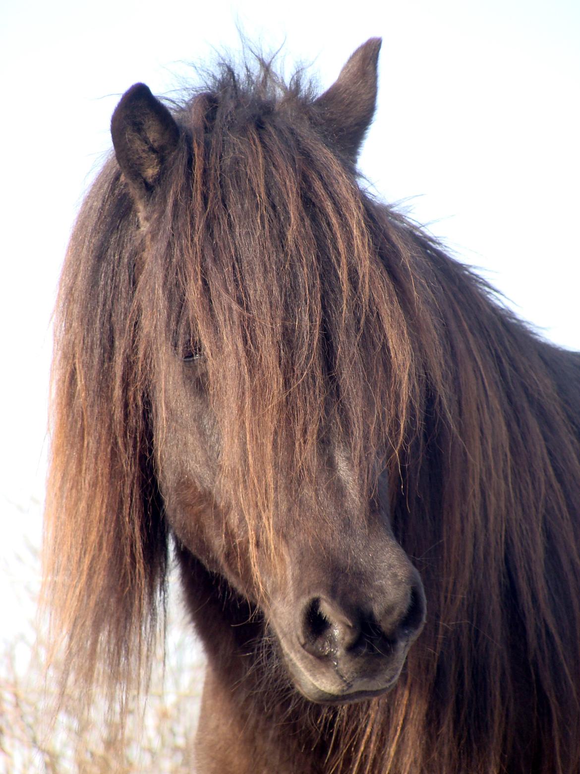 Islænder Vaka fra Stårup billede 1