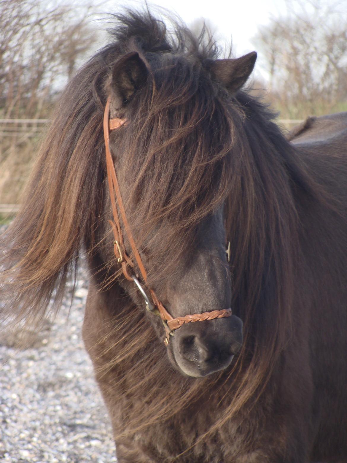 Islænder Vaka fra Stårup billede 16