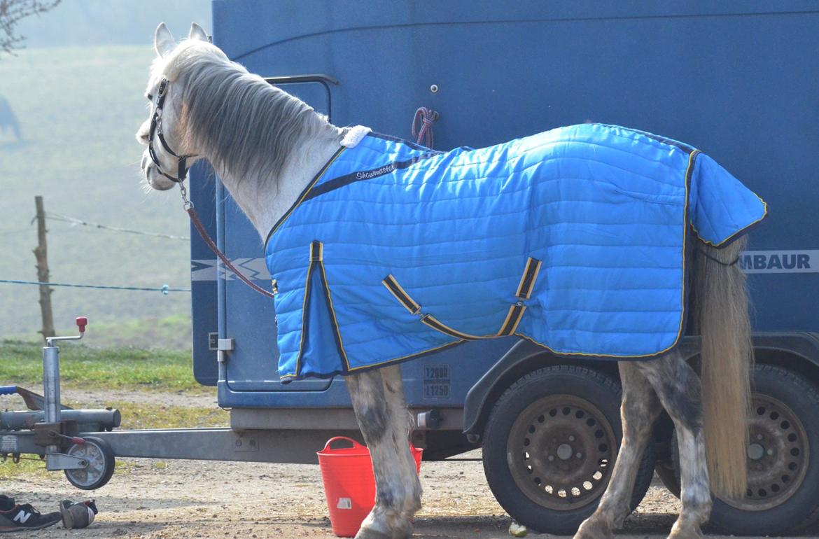 DSP Linette // Lynette - Linette står og nyder det dejlige vejr inden vi skal give den gas til Mounted Games træning med Rob Taylor. :-) Fotograf: AnitaRasmussen billede 25