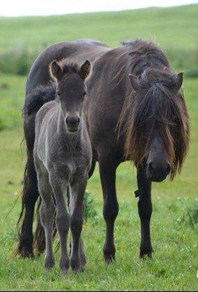 Islænder Vaka fra Stårup billede 15
