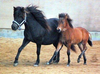 Islænder Vaka fra Stårup billede 17