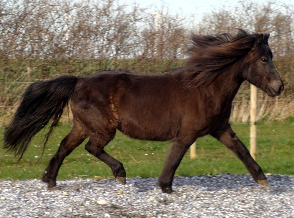 Islænder Vaka fra Stårup billede 18