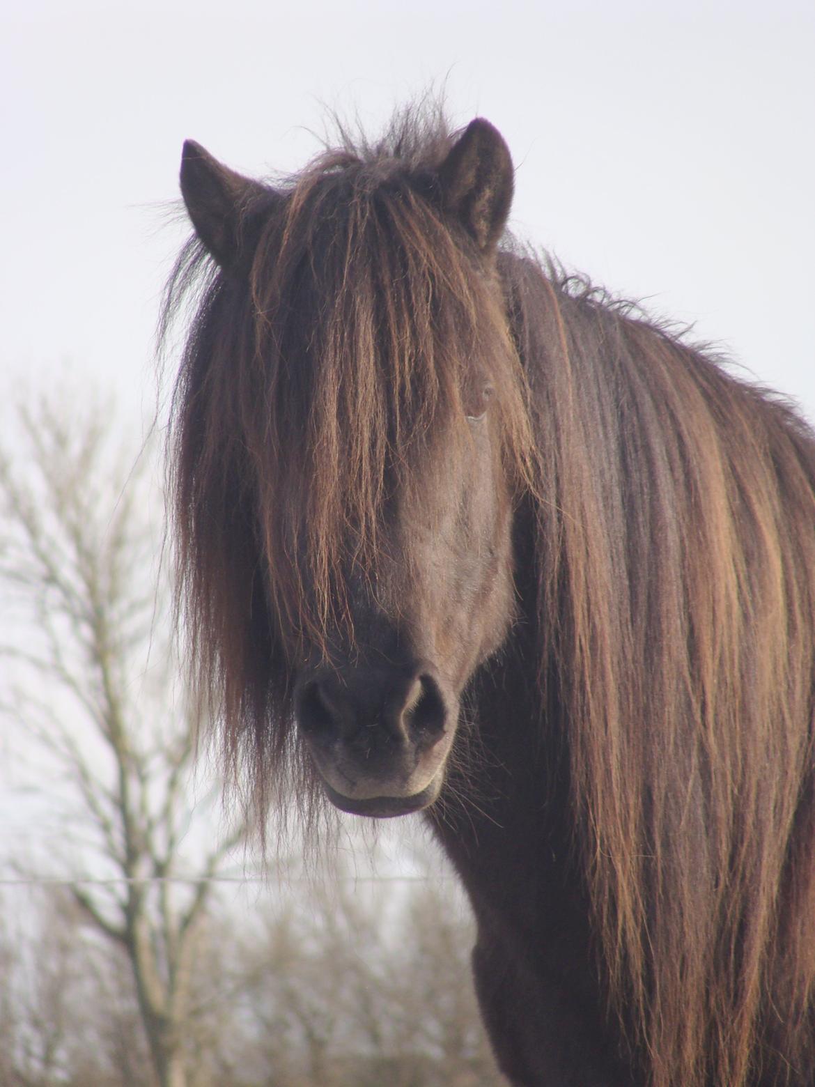Islænder Vaka fra Stårup billede 19
