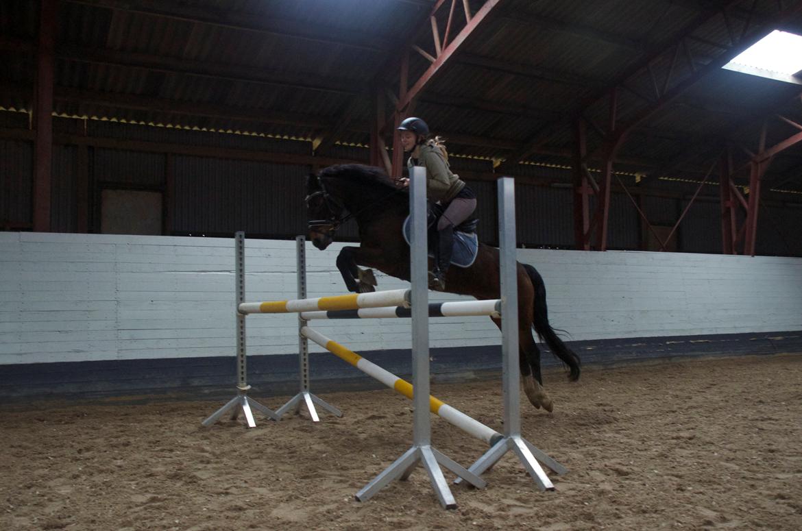 New Forest Feldholm's Penny billede 20