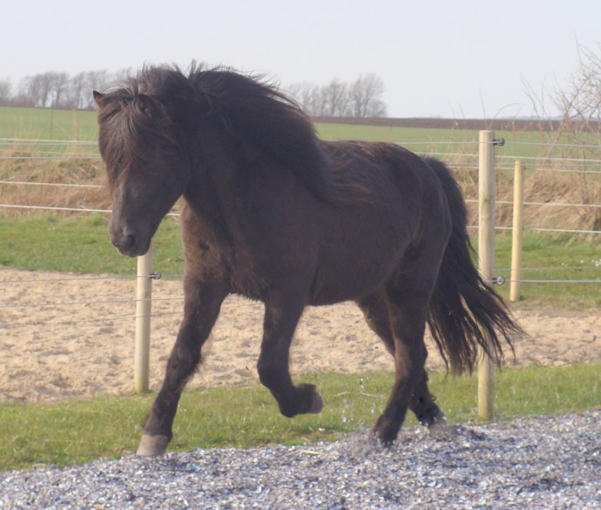 Islænder Vaka fra Stårup billede 20