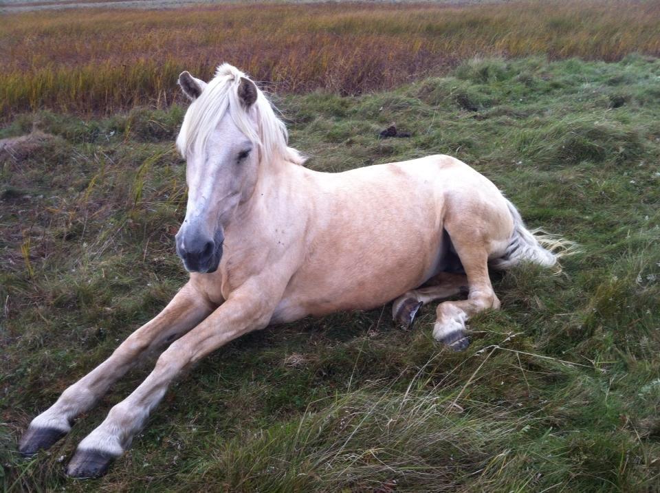 Palomino Sun shin billede 15