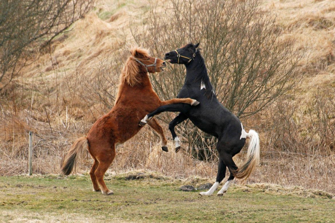 Tennessee Walker Joyful Mr. Forest Walker billede 18