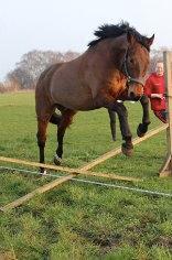 Dansk Varmblod Domingo F billede 14