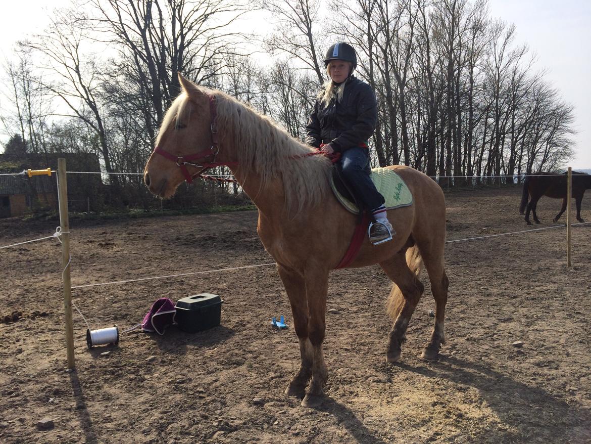 Palomino Ga' Cool Cash billede 6