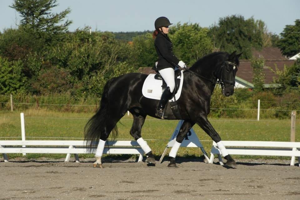 Anden særlig race Cheval (lånehest) billede 1