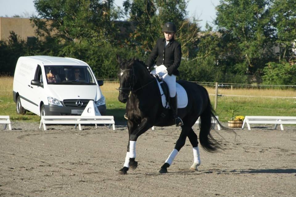 Anden særlig race Cheval (lånehest) billede 3