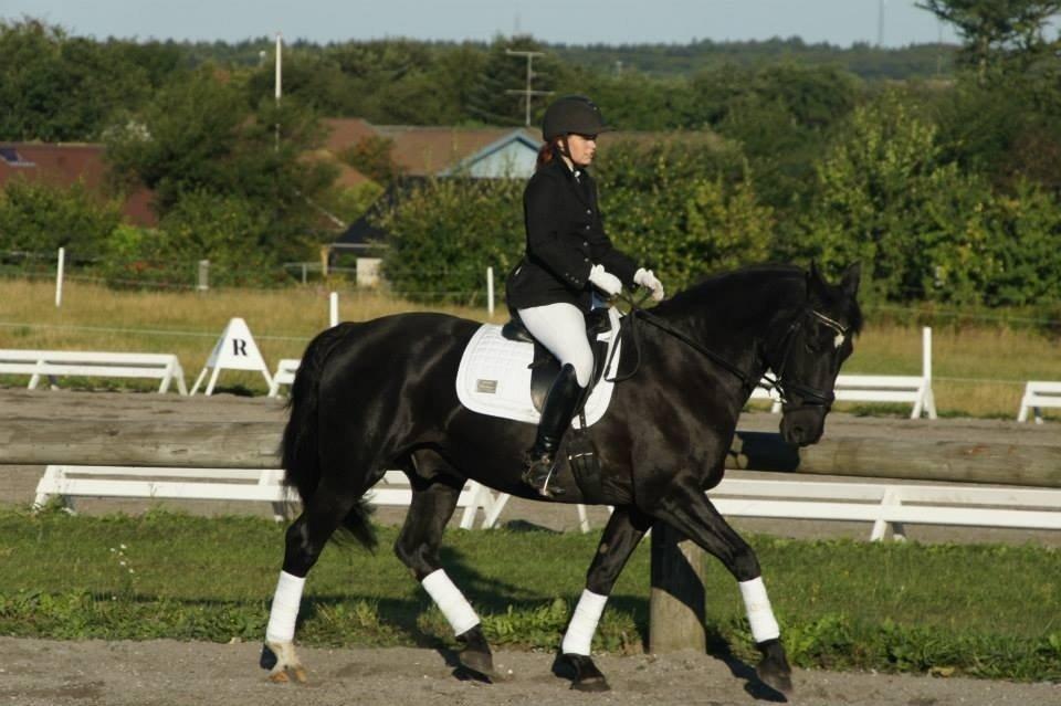 Anden særlig race Cheval (lånehest) billede 4