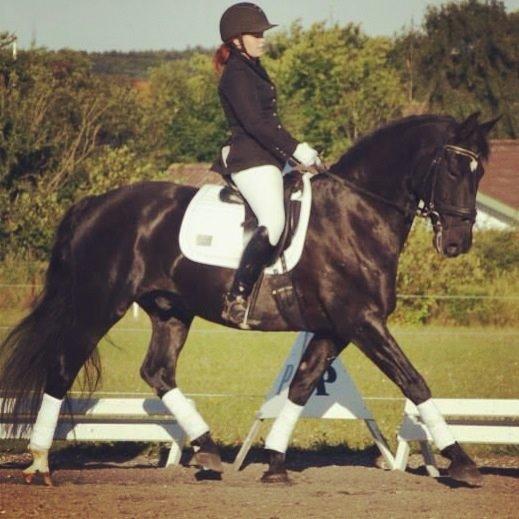 Anden særlig race Cheval (lånehest) billede 5