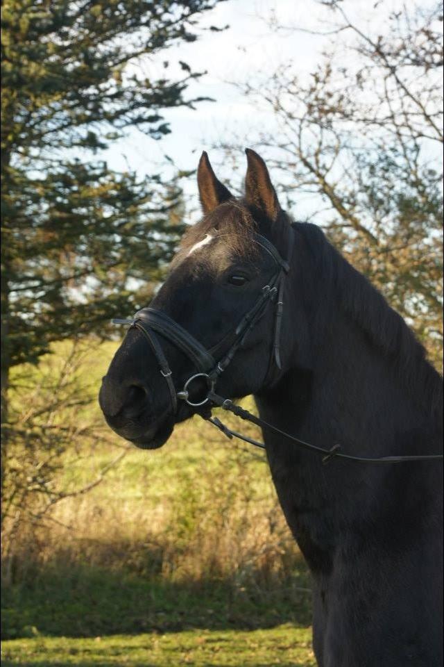 Anden særlig race Cheval (lånehest) billede 6