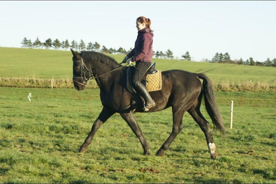 Anden særlig race Cheval (lånehest) billede 7