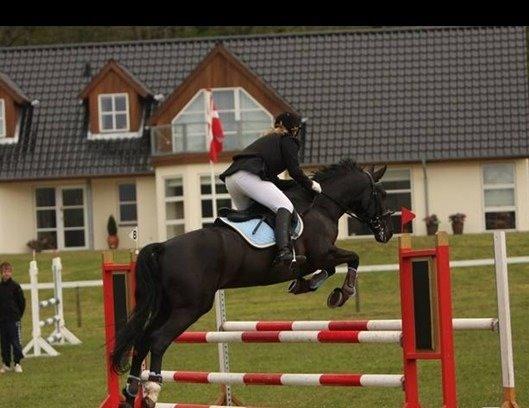 Anden særlig race Cheval (lånehest) billede 11