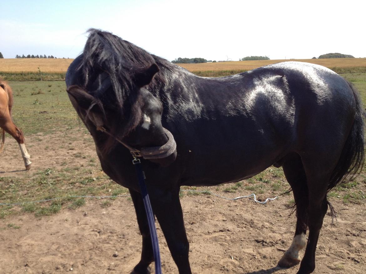 Anden særlig race Cheval (lånehest) billede 15
