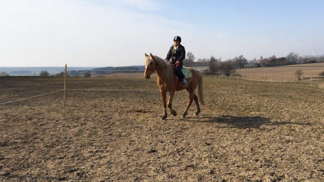 Palomino Ga' Cool Cash billede 7