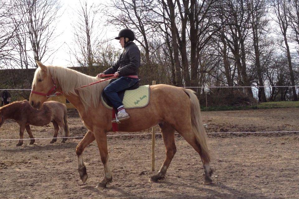 Palomino Ga' Cool Cash billede 4