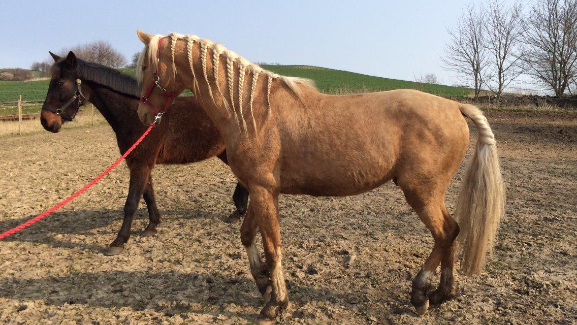 Palomino Ga' Cool Cash billede 5