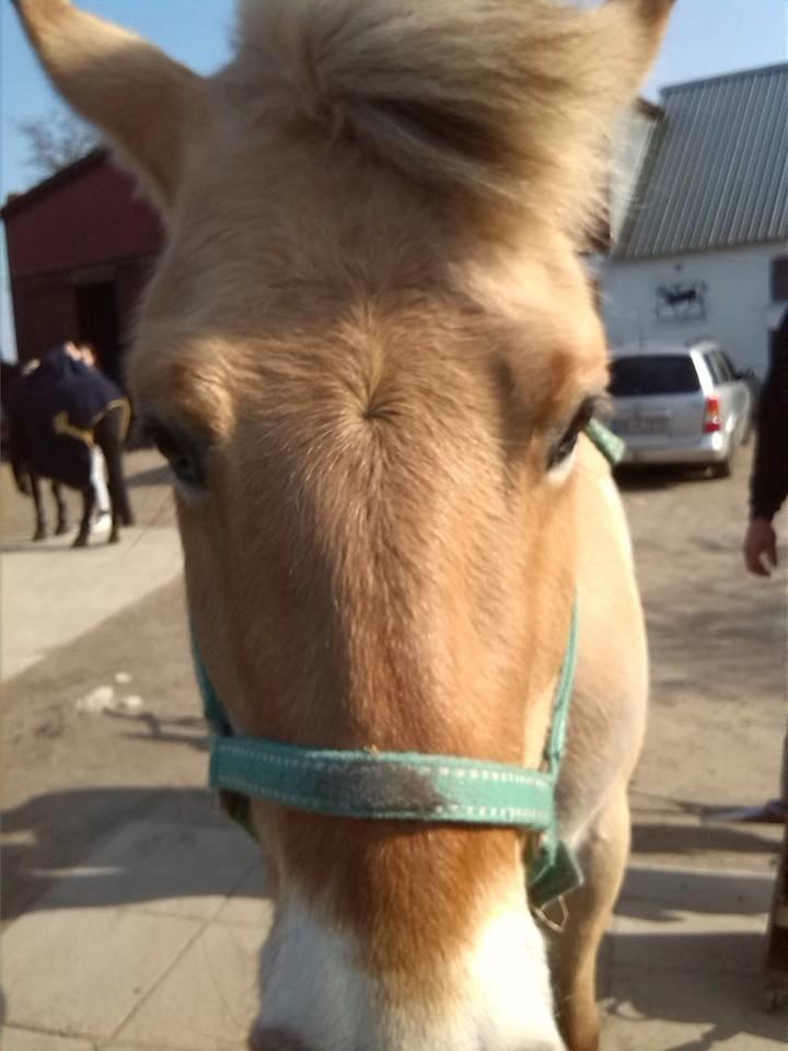 Fjordhest Sif (pony) ¤my soulmate¤ billede 36